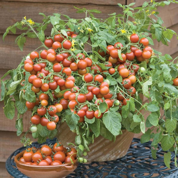David Domoney, Get Growing Tomato Tumbling Cherry Seeds