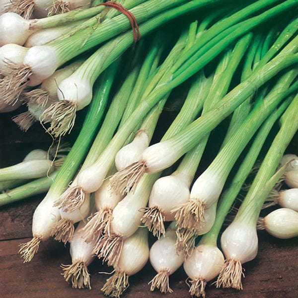 David Domoney, Get Growing Spring Onion White Lisbon Seeds