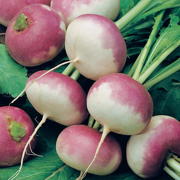 David Domoney, Get Growing Turnip Seeds
