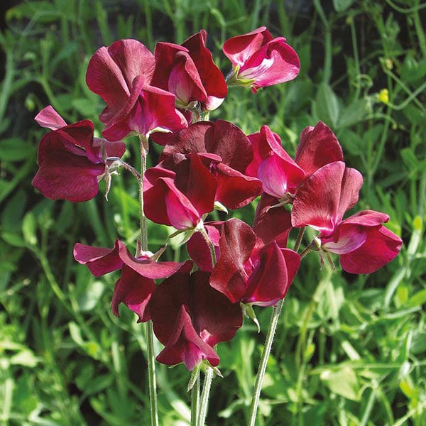 Sweet Pea Beaujolais Seeds