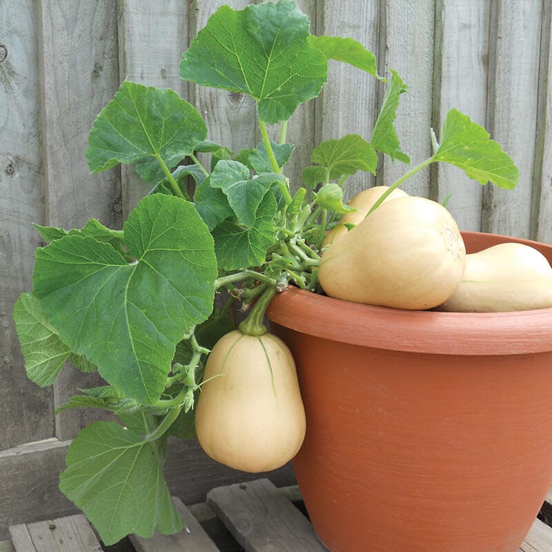 Squash Butterbush F1 Vegetable Plants