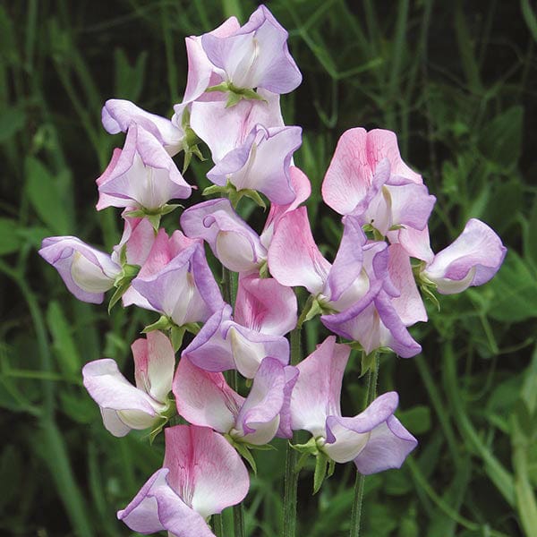 Sweet Pea Fire & Ice Seeds