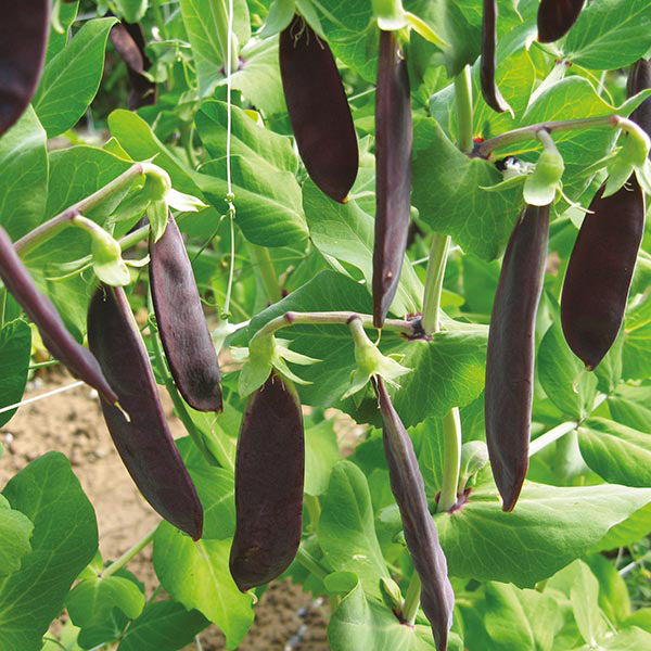 Pea Shiraz