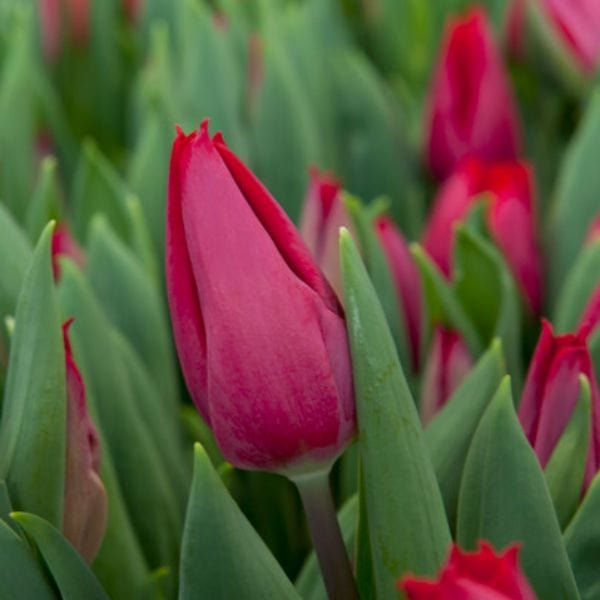 Tulip First Star Flower Bulbs