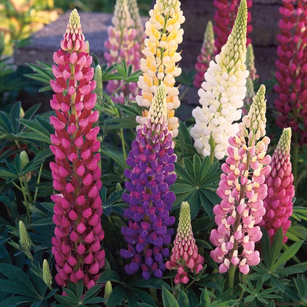 Lupin Festival Mixed Seeds