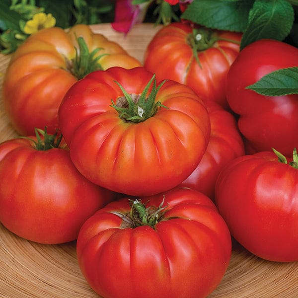Tomato Bountiful F1 Seeds