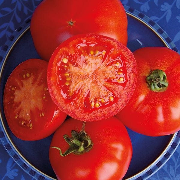Tomato Red Bodyguard F1 Seeds