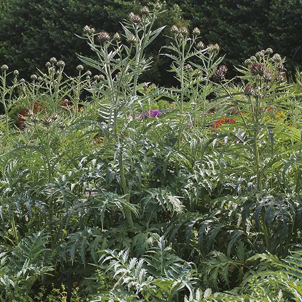 Cardoon Seeds