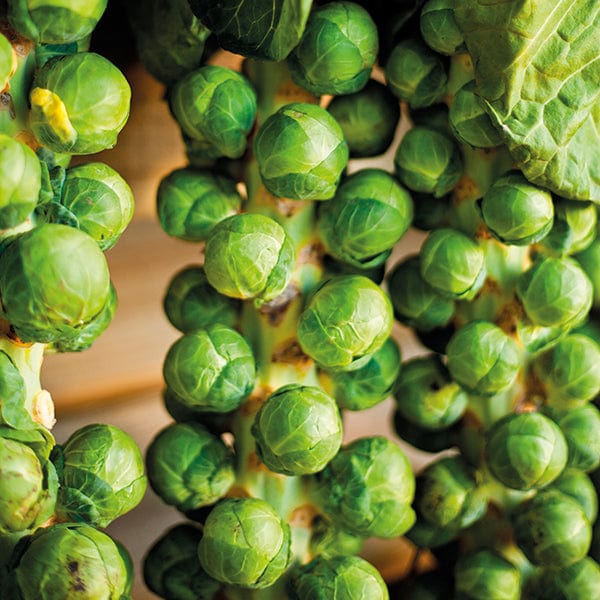 10 Plants (LATE) Brussels Sprout Windsor F1