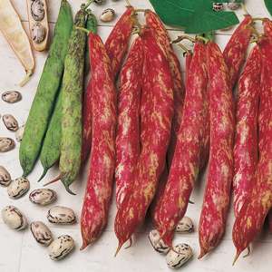 6 plants (EARLY) Climbing French Bean Borlotto Vegetable Plants