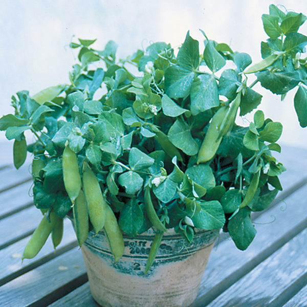 Pea Half Pint (Tom Thumb)