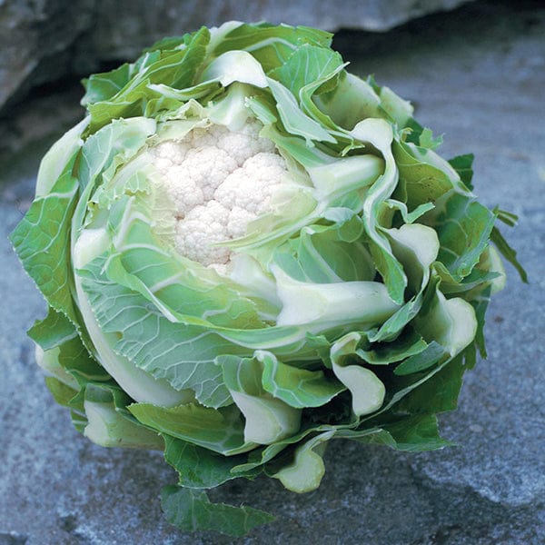 10 Plants Cauliflower Triomphant F1