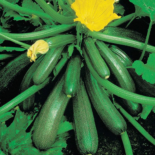 Courgette Tuscany F1 Seeds