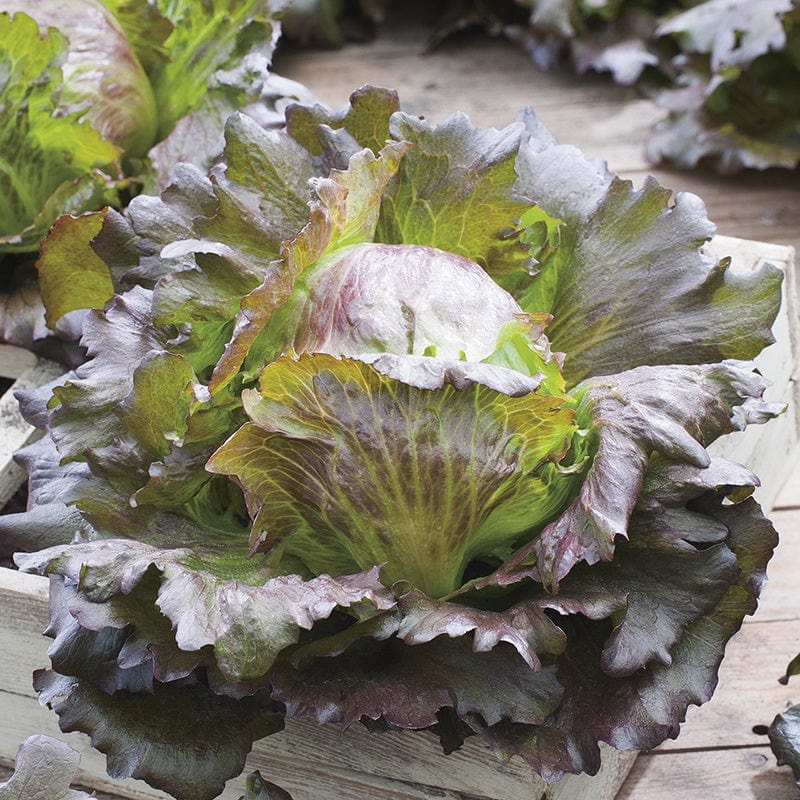RHS Lettuce Sioux Seeds