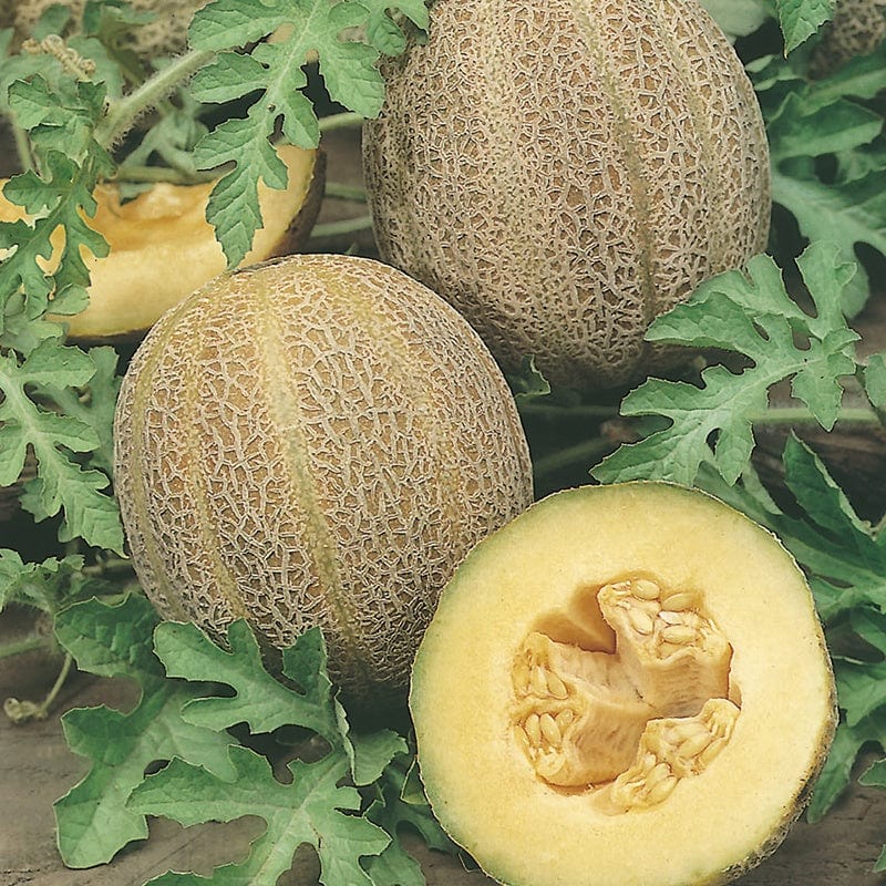 Melon Emir Fruit Plants