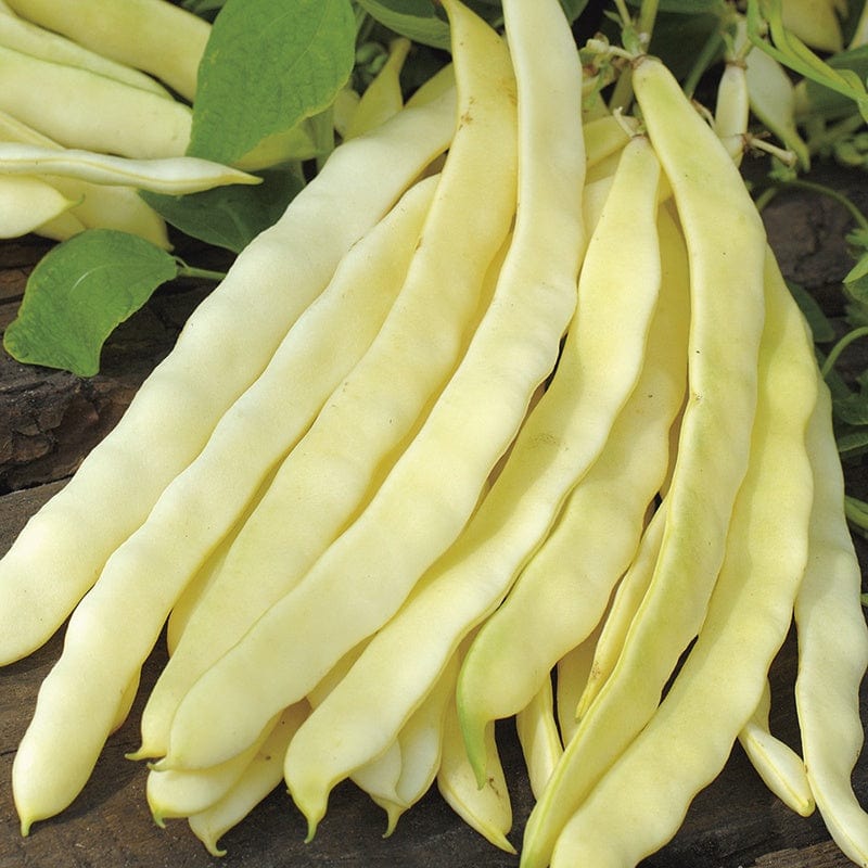 RHS Climbing French Bean Golden Gate Seeds