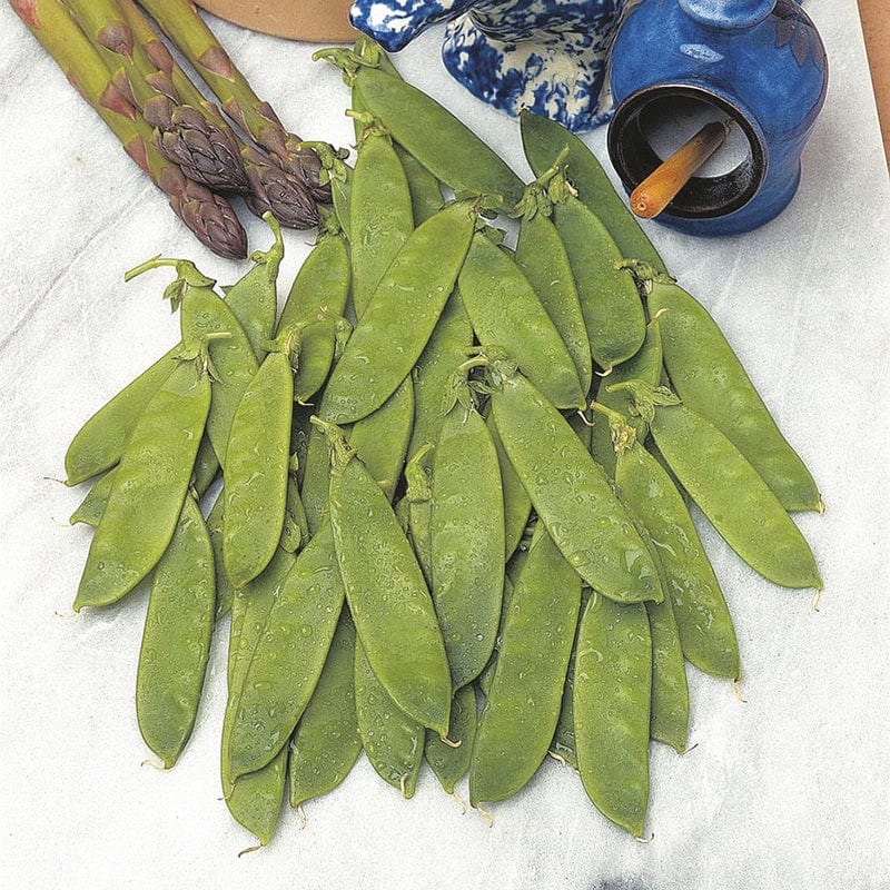 RHS Pea (Mangetout) Delikata