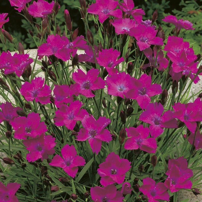 RHS Dianthus deltoides Seeds