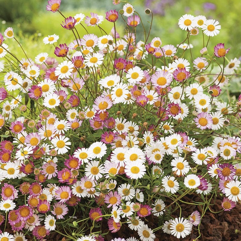 RHS Erigeron Profusion
