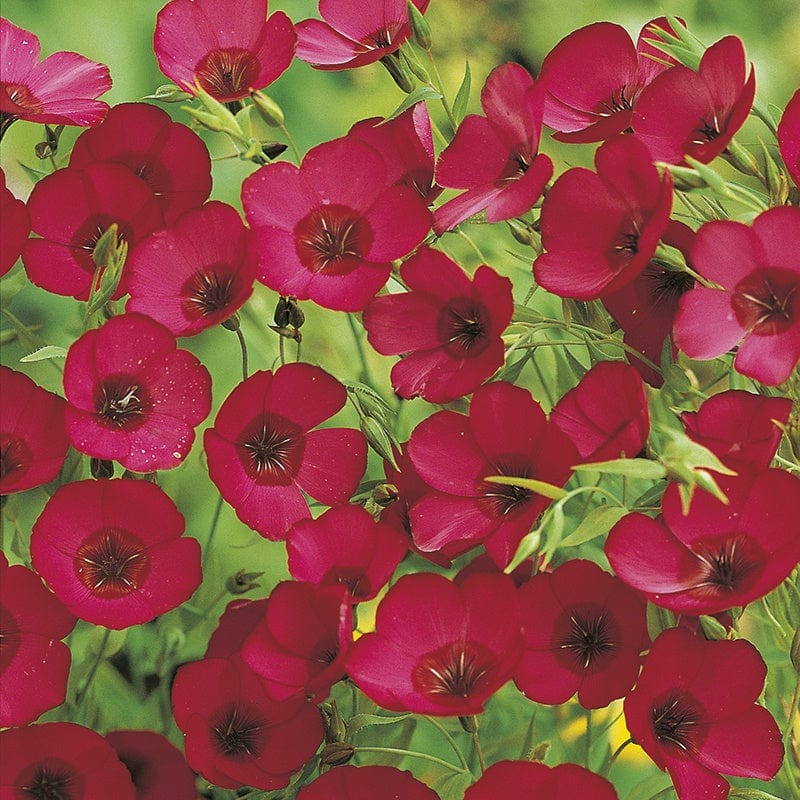 RHS Flax Scarlet - Linum