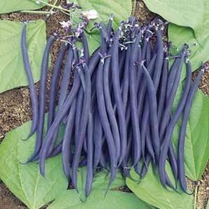 Purple beans on green leaves