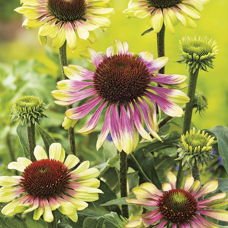 Echinacea Green Twister Seeds