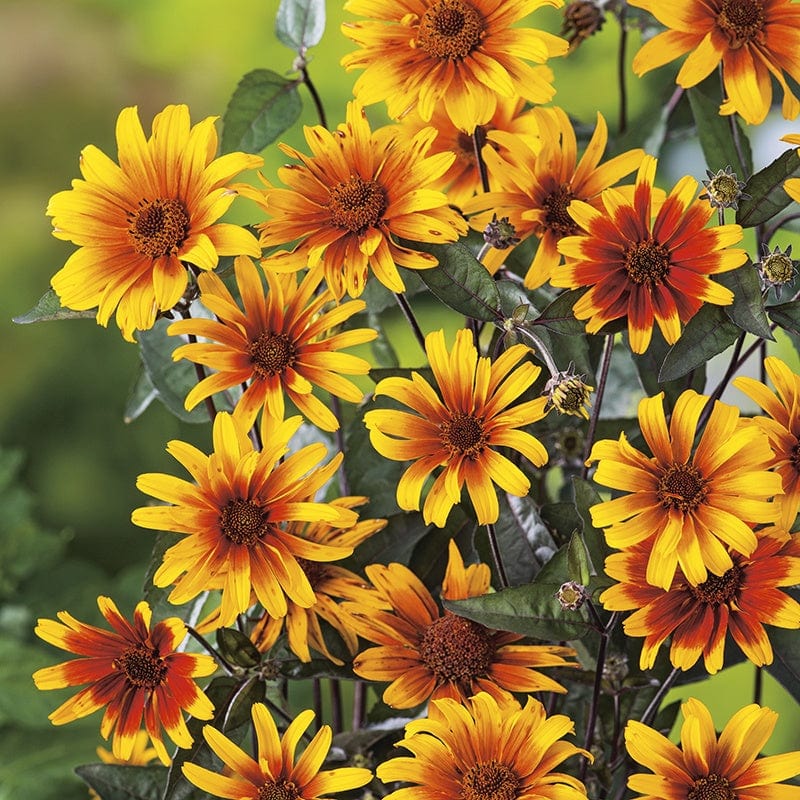 Heliopsis Burning Hearts