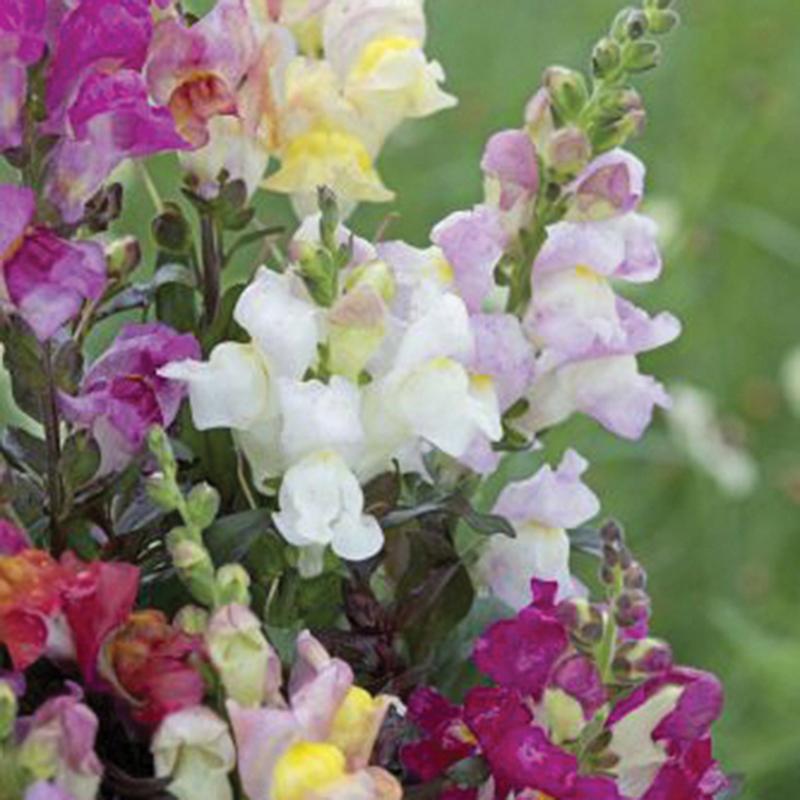 Antirrhinum Twilight Mix Flower Seeds
