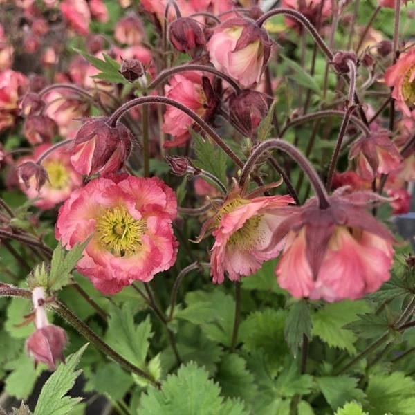 Geum Pink Petticoats Flower Plants