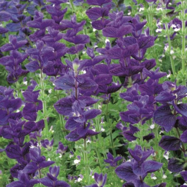 Clary Blue Monday Flower Seeds