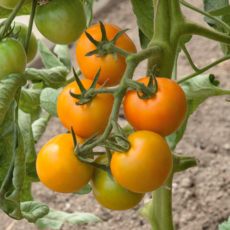 Tomatoes on a vine with green leaves and soil in the background