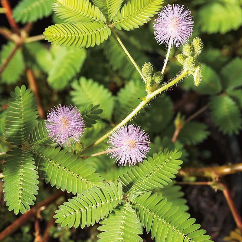 RHS Mimosa Pudica Flower Seeds