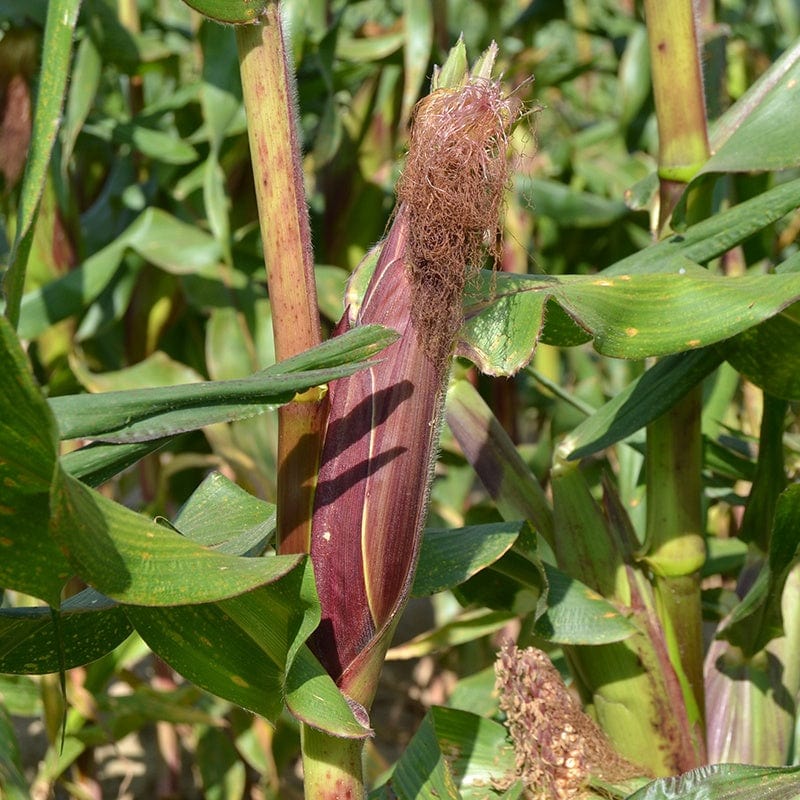 Sweet Corn Picasso F1 Vegetable Seeds