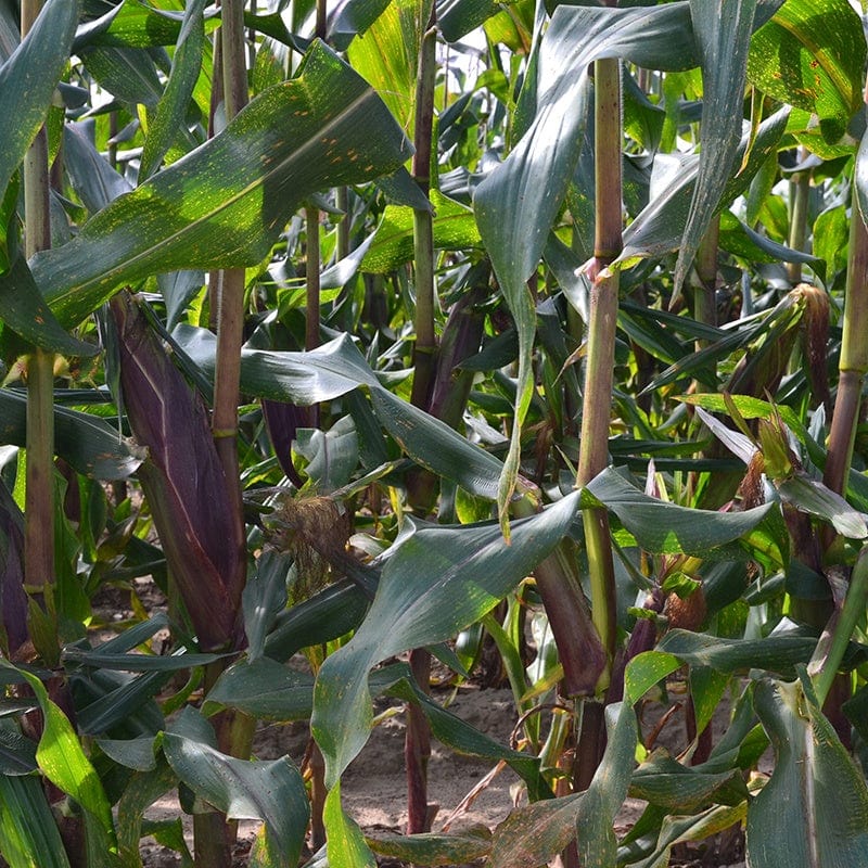 Sweet Corn Picasso F1 Vegetable Seeds