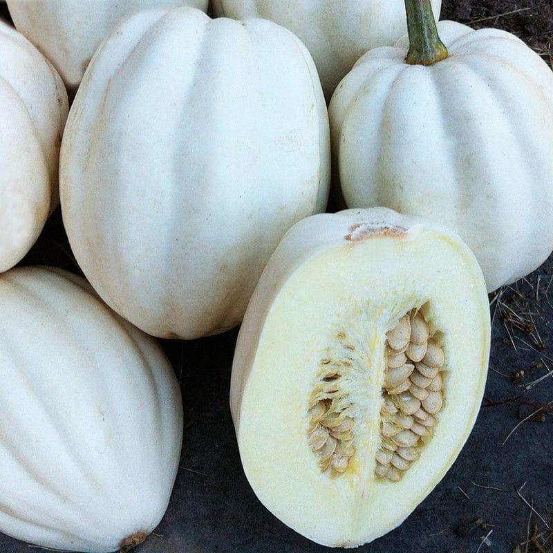 Squash (Winter) Mashed Potato Vegetable Seeds