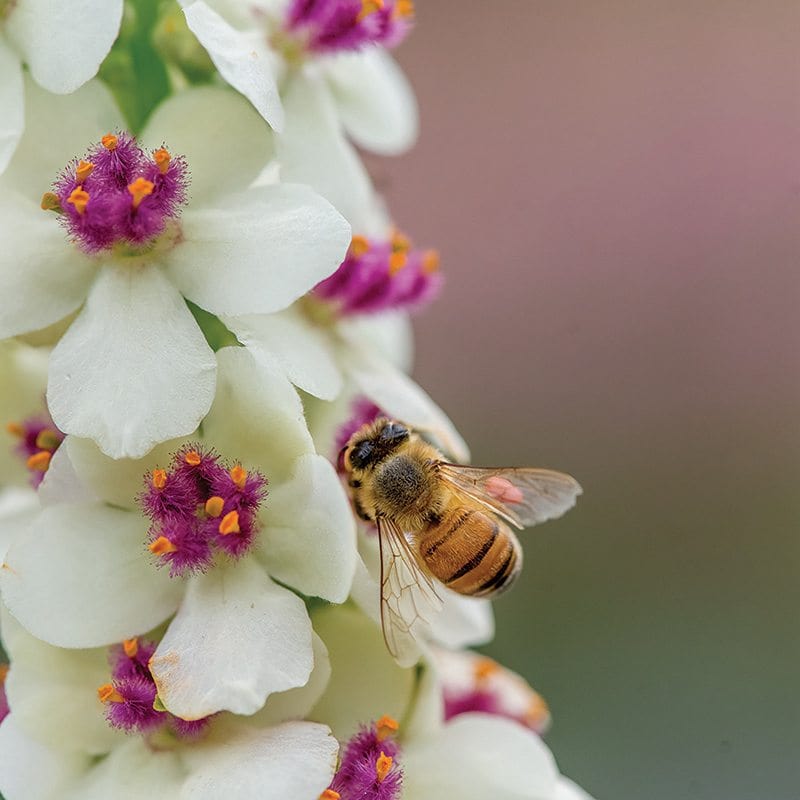 Verbascum Snowy Spires Flower Seeds