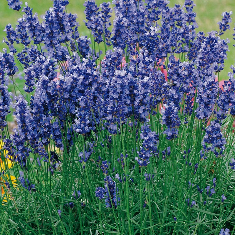Lavender Angustifolia Hidcote Flower Plants