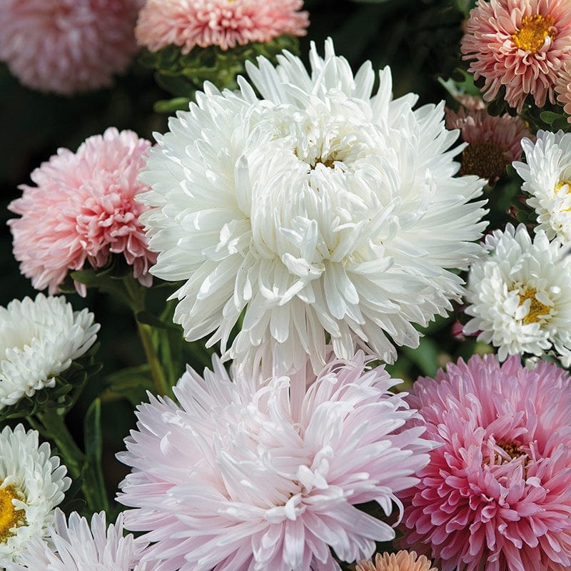 Aster The Roses Flower Seeds