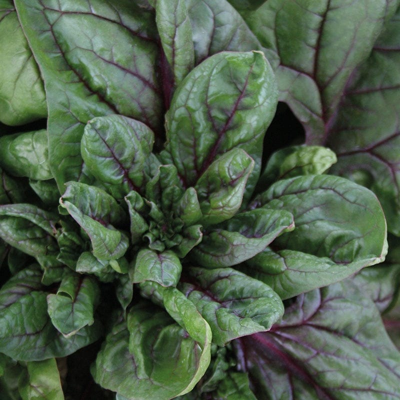 Spinach Rubino F1 Vegetable Seeds