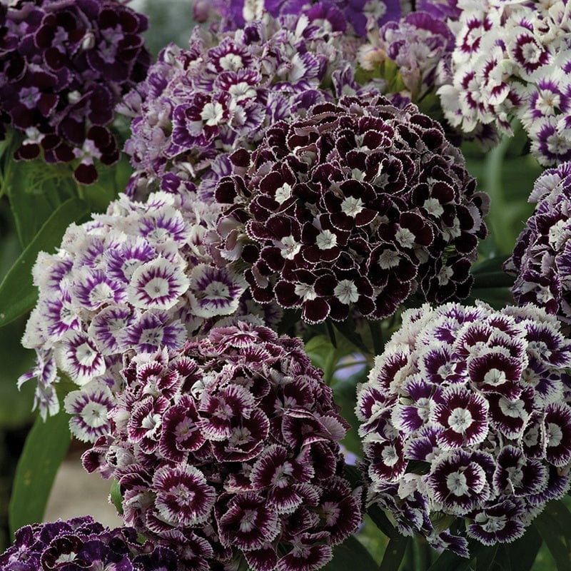 Dianthus Hollandia Purple Crown Flower Seeds
