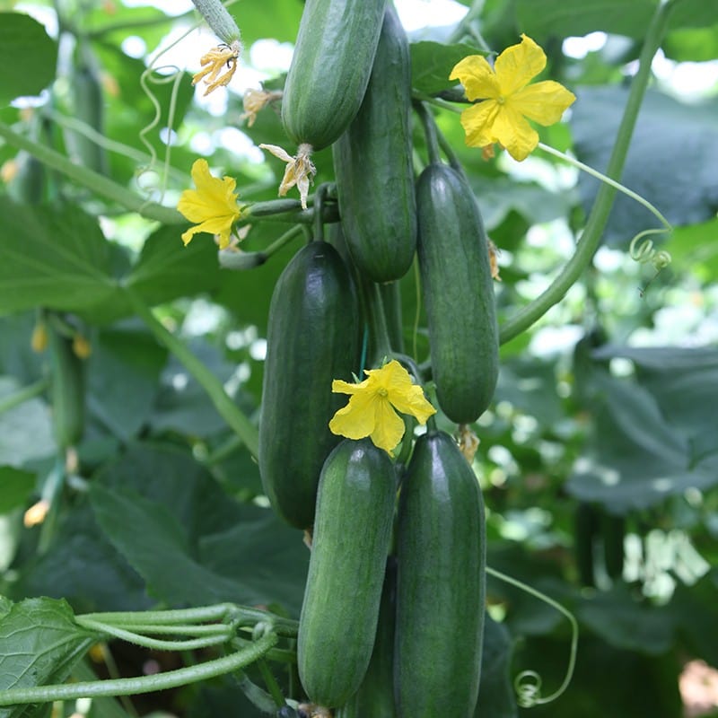 Cucumber Lunch Box F1 Vegetable Seeds