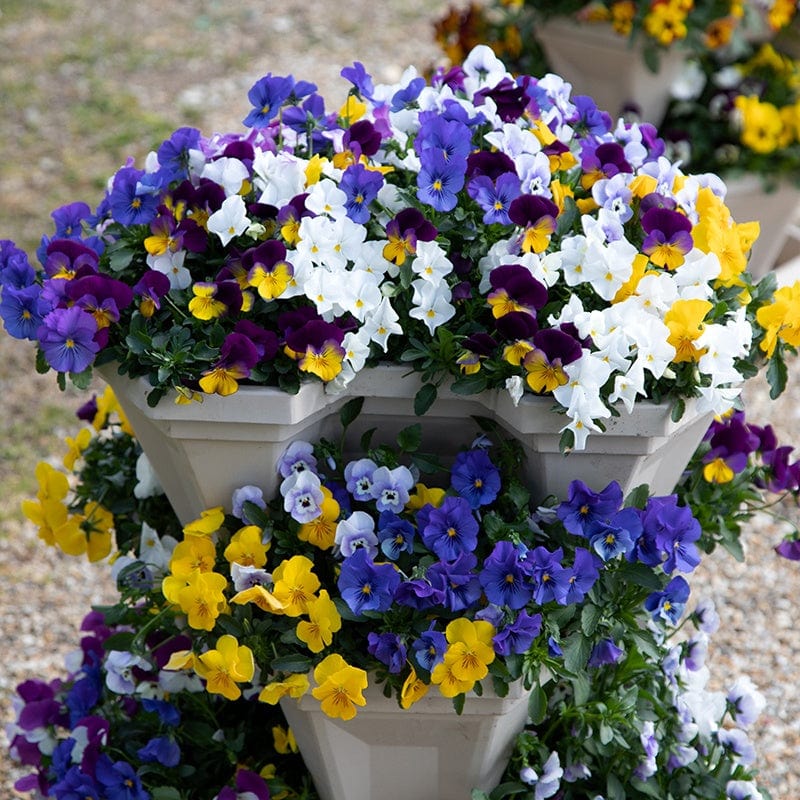 Pansy Freefall Flower Seeds