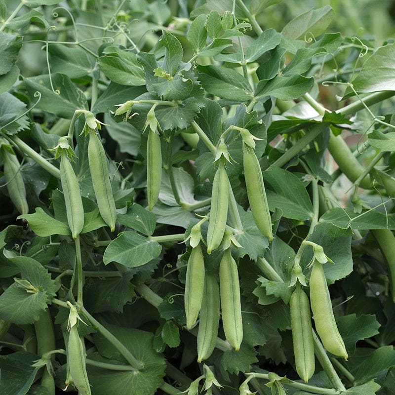 Pea (Sugar Snap) Heart Vegetable Seeds