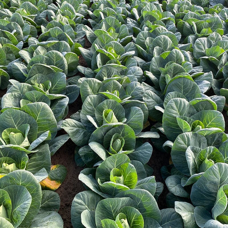 10 Plants (EARLY) Cabbage Marquess F1 Plants