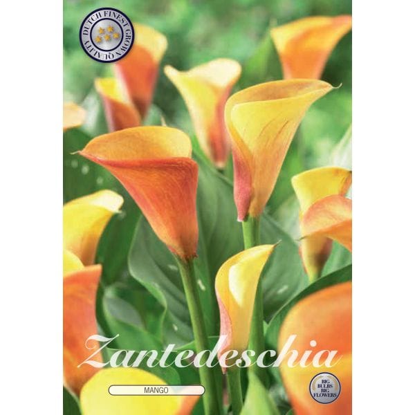 Zantedeschia flower packet with orange and yellow flowers on a green background