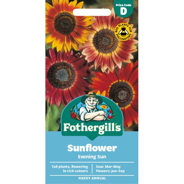 Sunflower Evening Sun Seeds