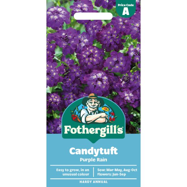 Candytuft Purple Rain Flower Seeds
