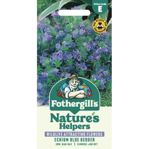 Echium Blue Bedder Seeds
