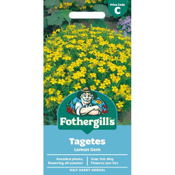 Tagetes Lemon Gem