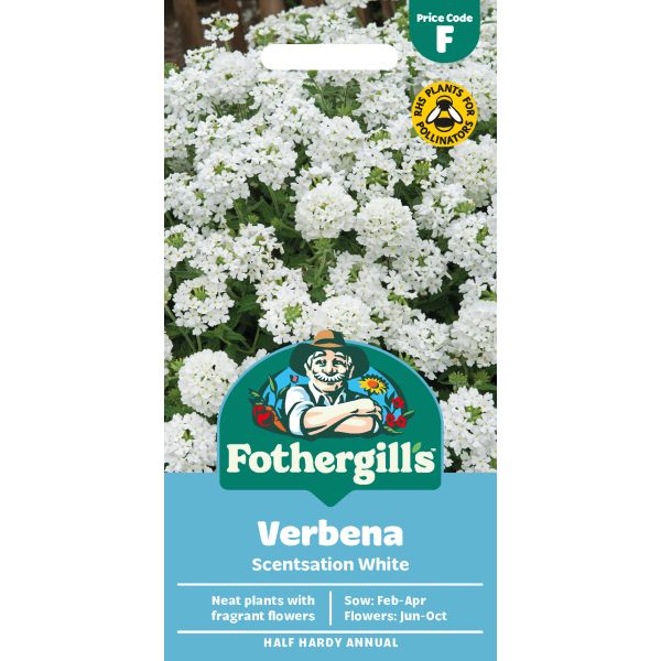 Verbena Scentsation White Seeds
